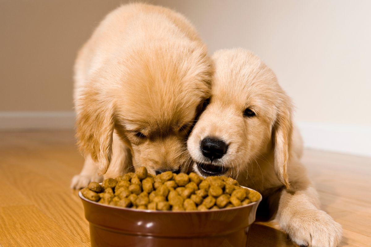 croquettes chien sans céréales